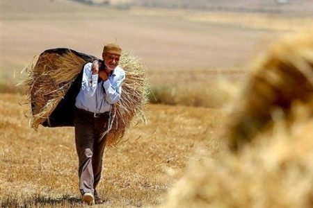 کشت گندم در ۶۰ هزار هکتار از اراضی قزوین