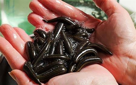 تولید سالانه ۱۰۰ هزار قطعه زالو در قزوین