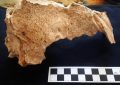 بقایای کفتار غارنشین در آوج قزوین کشف شد