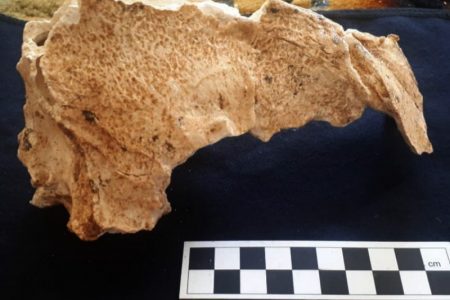 بقایای کفتار غارنشین در آوج قزوین کشف شد